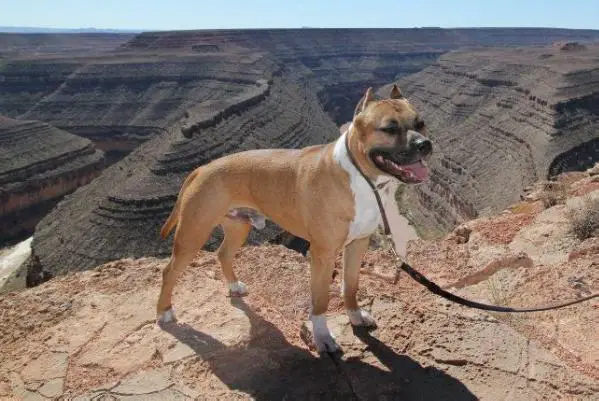 AKC/INT'L CH Divinity's Big Tex