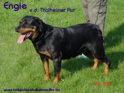 Engie von der Thalheimer Flur