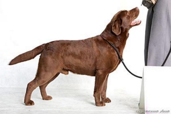 CH RUS, BEL, BUL Flanders Pride Cabbana