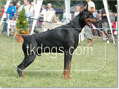 CACIB BOB Battista Di Casa Fox