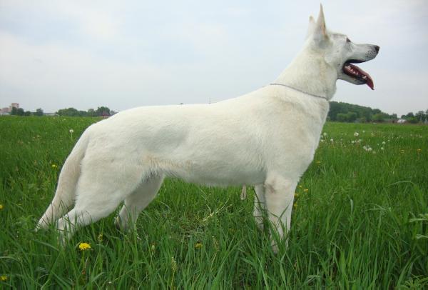 CH RUS Lakritel Bessi Kalif