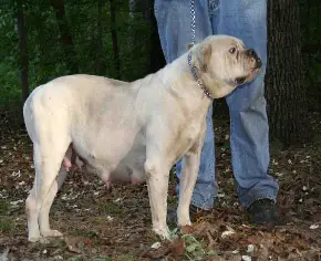 Martin's Rebel Machine Maggie