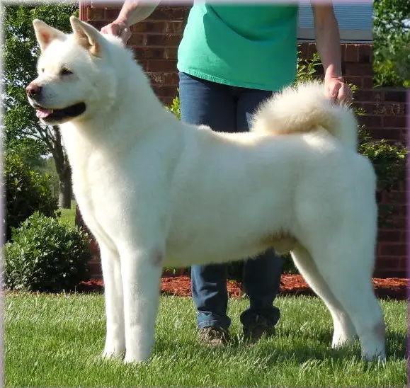 AKC CH Mystik's That's My Brotha