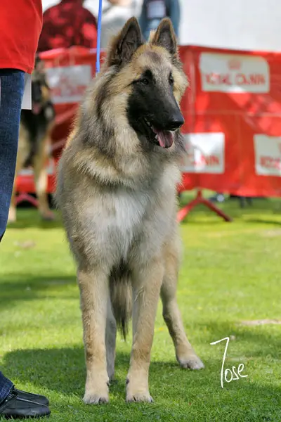 Casarborgs Foxy Ohio