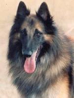 Opium van de Hoge Laer at Corsini