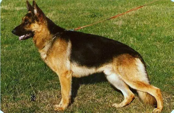 V Werro vom Bergmannshof