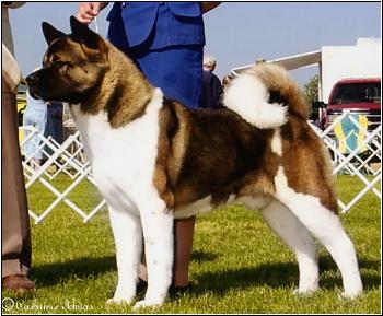 AKC CH Crown Royals Times OfTheSign