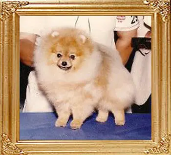 AM CH Tim Sue's Luck of Texican