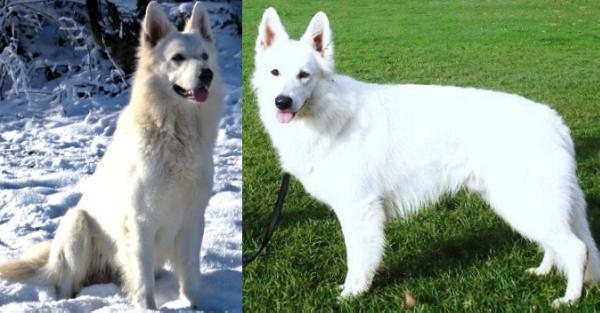 JCH, CH, Challenger's White Shepherd CRACK (HD A, ED 0, MDR +/-)