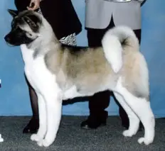 AKC CH Sweet Gypsy Rose