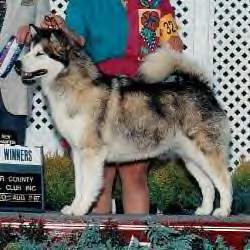 CH Howlingwind's Neeko For Kipmik