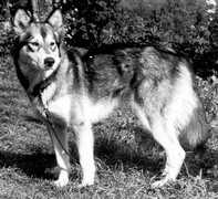 Athabasca of Midnite Sun