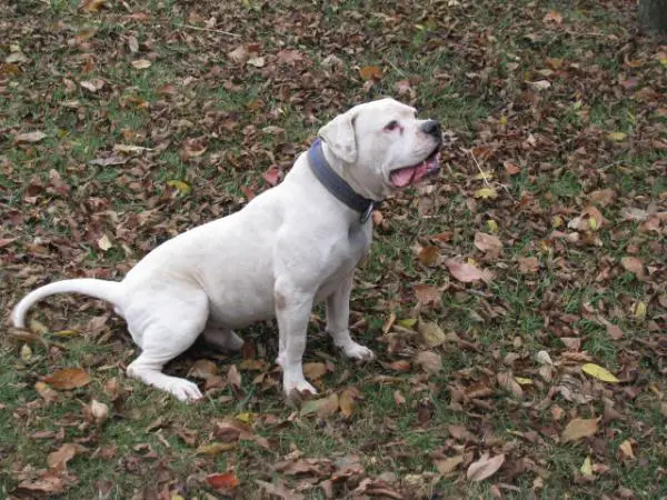 York's Hoss The Boss