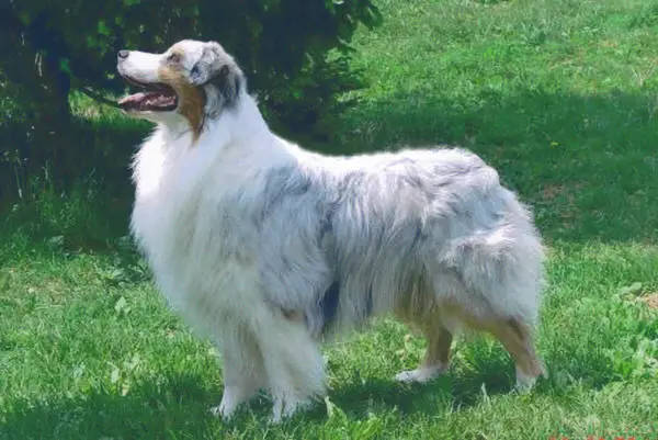AKC CH Rosemere Bleu Bayou
