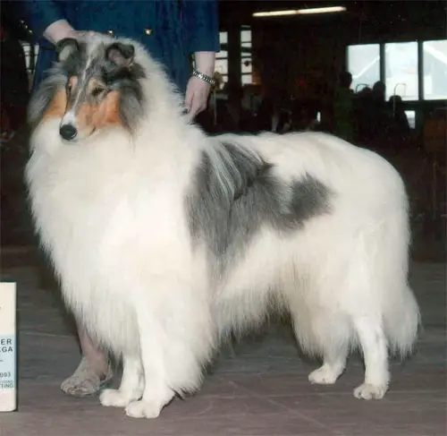 CH (US) Special Sharp-Dressed Man