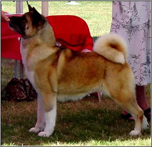 AKC CH Crown Royal Body And Soul Monaco