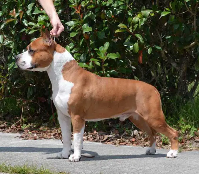 GCH SBIGSTAFF Enuf Is Enuf For LBK