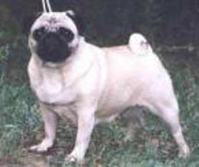 CH RU, MD Rojal Feis Fanja