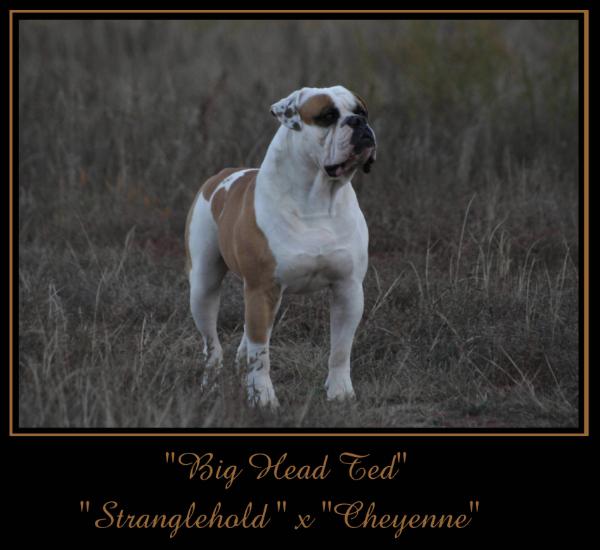 Flores Kennels Big Head Ted of Red Canon Kennels