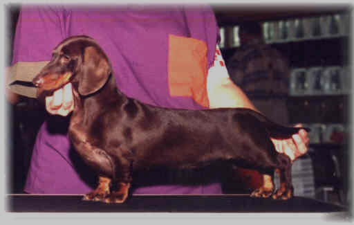 AM/CAN CH Packer's Mocha Delite Ms