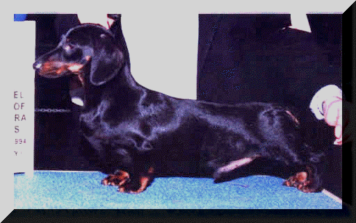 AM/CAN CH Packer's Black Tie Ms (1993)