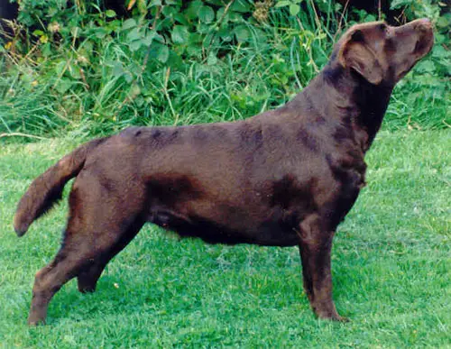 Llanstinan Susan Said So