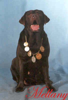 Retriever Mellany