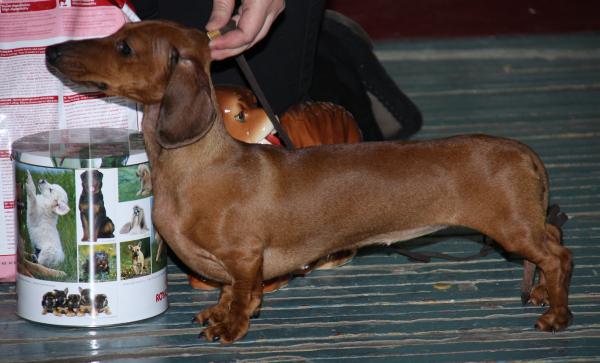 Kaladium Vizavi Nevada Terra