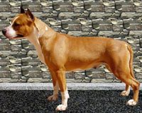 White Paw Long Step