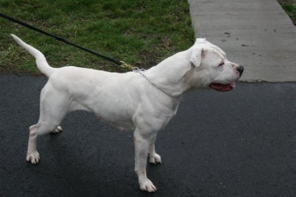 Gayle's Bella of True Grit (AB)