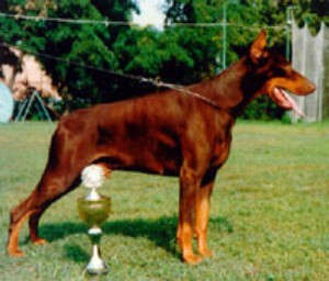 Royal store bell doberman