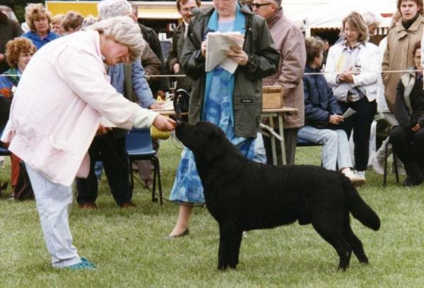 Cricklecreek Cuddly Dudley
