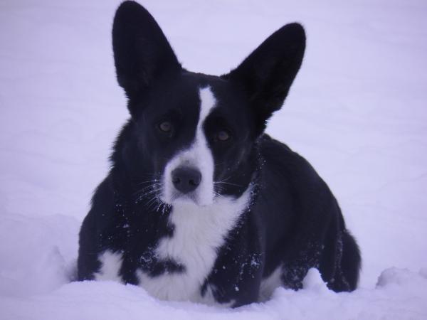 NL/DE/LUX CH/NLJCH Waggerland At All Times