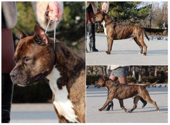 CH UA Prime Prix De M'A'M