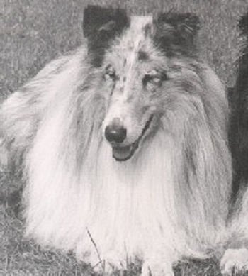 Blue Bajoo vom Onkenhof