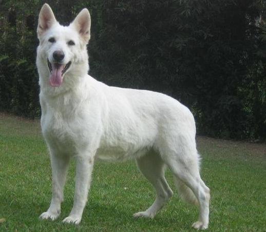 Ianka Barc Kann Schimmelpfeng