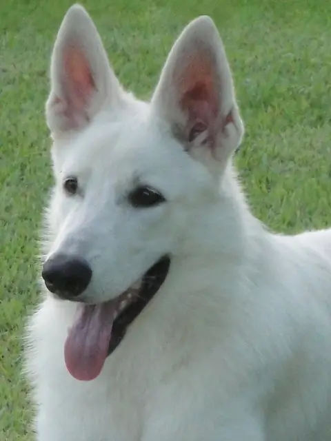 Godhar Barc Memphis Kann Schimmelpfeng