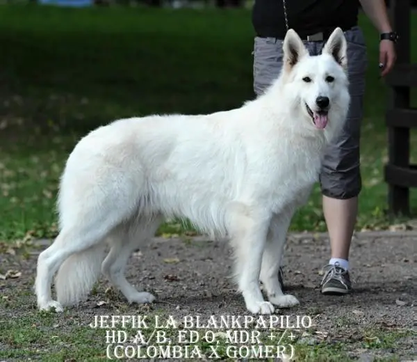 Jeffik la Blankpapilio