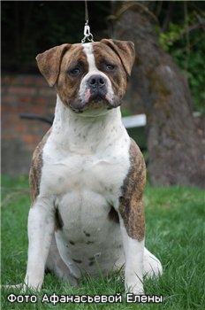 Ostergaard's Tequila For Terra Viva