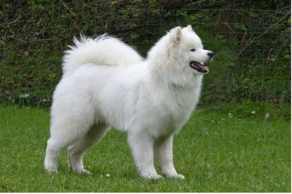 Prince Yuma of Smiling Snow Star