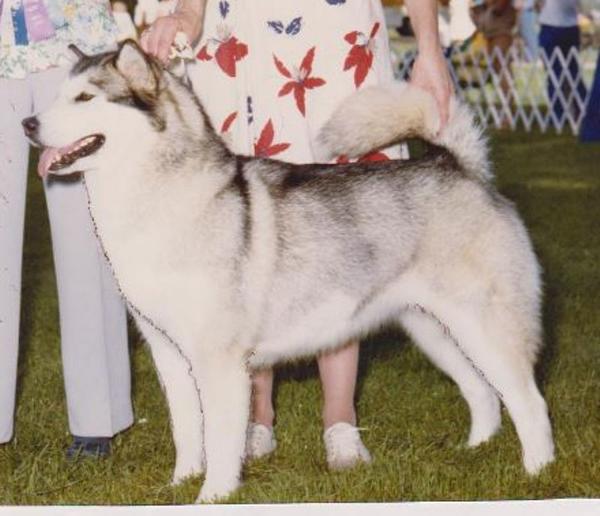CH. Hugabear's Karisma Windrift