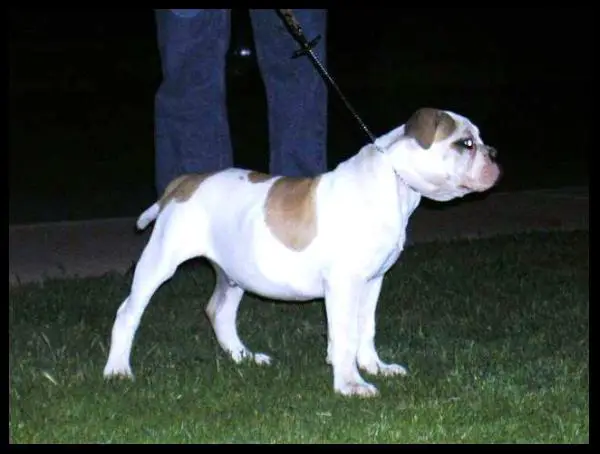 AZ Tuff Boo Dog of Baker