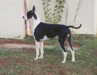 Michaeldane JB My Renegade