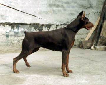 SIEGER Junior Odi Opium od Telepa
