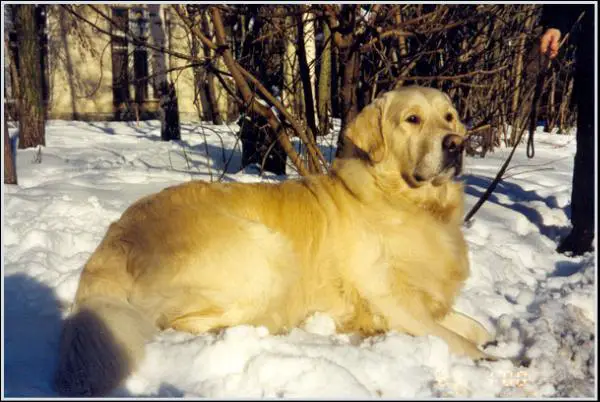 CHRUS Rapportdeor Shishka