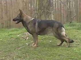 Kitty von der Schiffslache