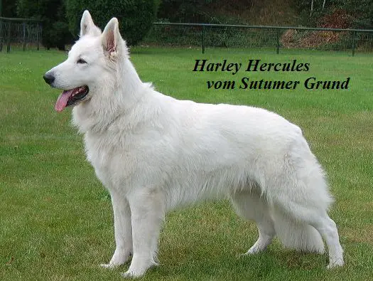 NIEDERRHEINSG. 2009 Harley Hercules vom Sutumer Grund