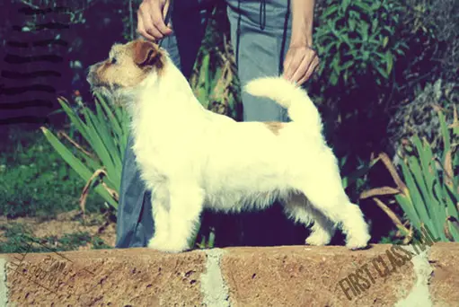 Gang Staff More Than Words