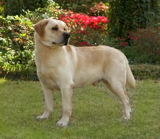 AKC CH Timberline Blackthorn Bing