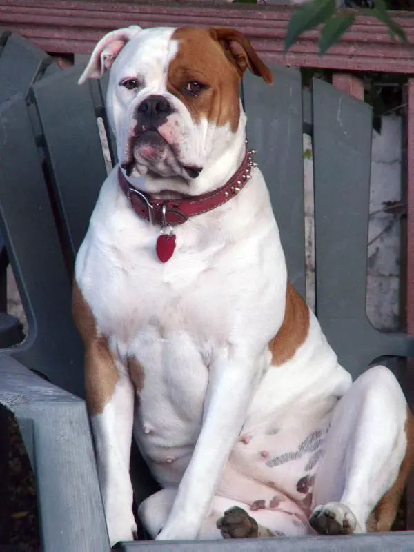 Happy Hooligan's Sadie Mae